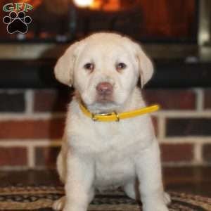 Joy, Yellow Labrador Retriever Puppy